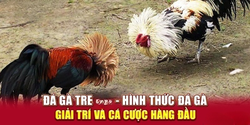 Hiểu rõ hơn các thông tin cơ bản về đá gà tre