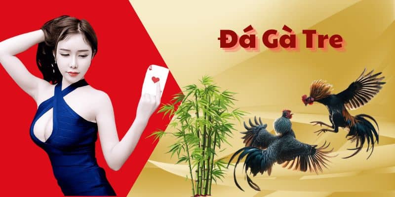 Hướng dẫn luật chơi đá gà tre chi tiết cho tân thủ