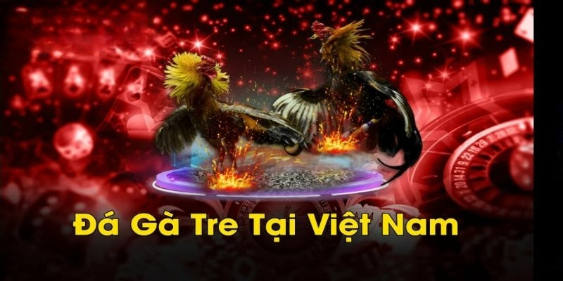 Những đặc điểm nổi bật của đá gà tre trực tuyến